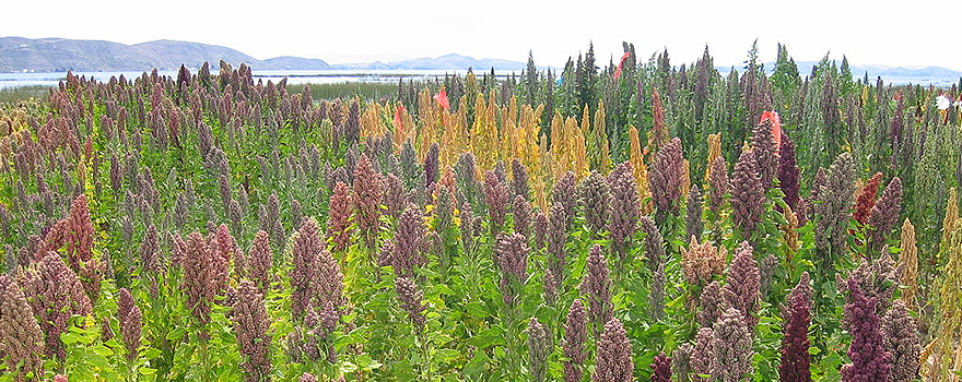 Quinoa field in the Andes of Bolivia