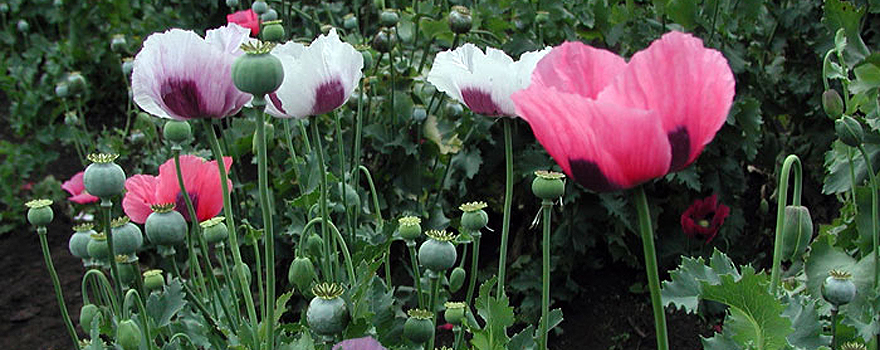 Cultivation of opium poppies (Papaver somniferum), the variety of poppies (Papaver) with the highest concentration of narcotics [DEA].