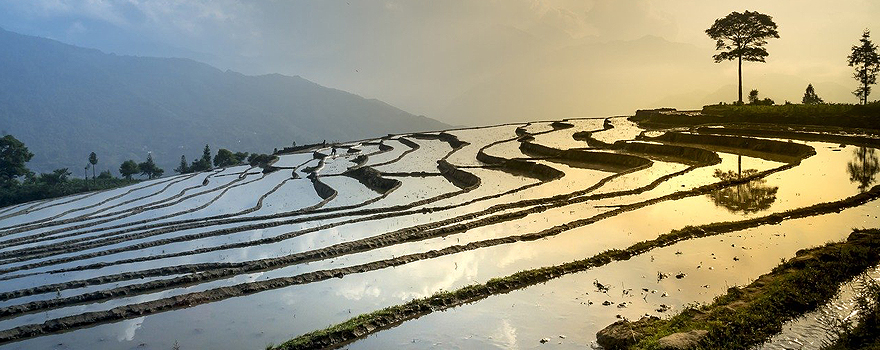 Rice terraces in Vietnam [Pixabay].