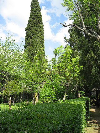 The cypress tree as a defining element of the pazo