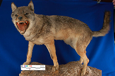 The famous "wolf of Lecároz", a piece from the beginning of the century, preserved today at the University of Navarra.