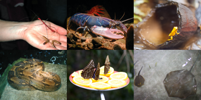 Biodiversity distribution, taxonomy and systematics