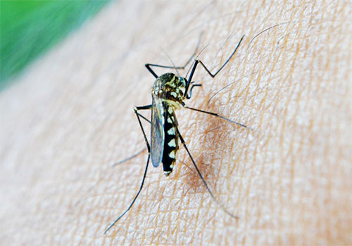 Malaria, parasitic diseases