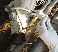 A cow receives one of the vaccines from the research