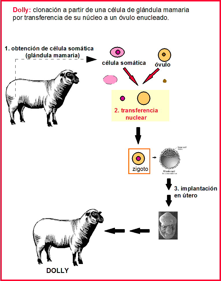 Cloning 5