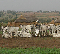 Cows resting in Mozambique