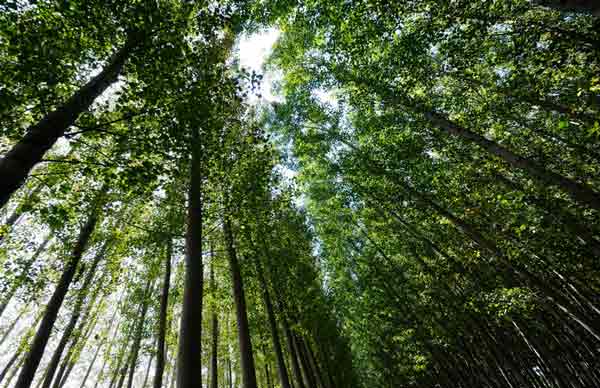 The forest that has value does not burn and generates wealth